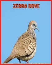 Zebra Dove