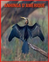 Anhinga d'Amerique