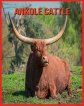 Ankole Cattle