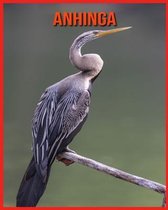 Anhinga