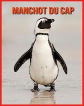 Manchot du Cap