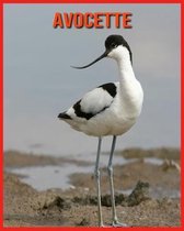 Avocette