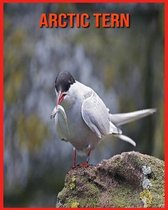 Arctic Tern