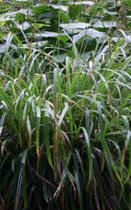 6 x Carex Pendula - Hangende zegge - pot 9 x 9 cm