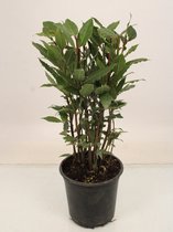 Kamerplant van Botanicly – Laurier – Hoogte: 50 cm – Laurus Nobilis