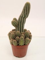 Cactus van Botanicly – Pindacactus – Hoogte: 24 cm – Chamaelobivia Erecta