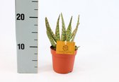 Kamerplant van Botanicly – Aloe Vera – Hoogte: 15 cm