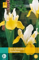 2 stuks Iris Hollandica Symphony 20 bollen