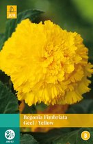 2 stuks Begonia Fimbriata Geel 2 bollen