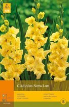 2 stuks 10 Gladiolus Nova Lux