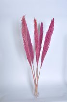 Pampasgras | Pampas pluimen | Pampas pluimen gedroogd | Rietgras xl | Droogbloemen | 100cm | 5stuks | licht Roze