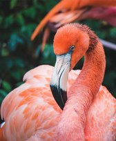 Roze flamingo - Wanddecoratie | Dieren op canvas | Schilderij | canvas | Schilderij op canvas | 30 x 45 cm