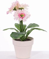 Gerberaplant met 3 bloemen (ø9.5cm) & 5 blad, in potje (11cm), 31cm
