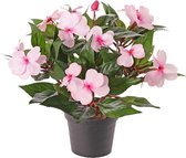 Impatiens struik (Vlijtig liesje) x13 in pot 25cm