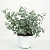 Kamerplant van Botanicly – Eucalyptus gunnii – Hoogte: 27 cm