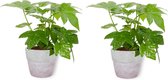 2x Kamerplant Fatsia Japonica – Vingerplant - ± 25cm hoog – 12 cm diameter - in lila betonnen pot