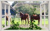 PB-Collection - Tuindoek doorkijk Raam Paarden - 140x210cm - Tuinposter - Tuin decoratie - Tuinposters buiten – Tuinschilderij – Poster Buiten – Buitencanvas – Tuinbanner