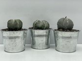 Cactus24- Astrophythum Ornatum- 3 Stuks- 11.5cm Zinken Potten- 12-16cm Hoog- Kamerplanten