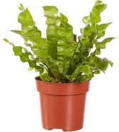 Varen van Botanicly – Nestvaren – Hoogte: 35 cm – Asplenium Crispy Wave