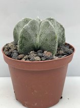 Cactus- Astrophythum Ornatum X3- 10.5cmØ- ±12cm hoog