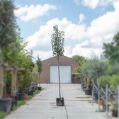 Grote perenboom Conference ‘Pyrus C. Conference’ totaalhoogte 400-500 cm stamomtrek 14-18 cm