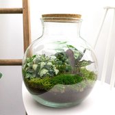 Terrarium - Teddy - ↑ 26,5 cm - Ecosysteem plant - Kamerplanten - DIY planten terrarium - Mini ecosysteem