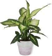 Kamerplant Dieffenbachia - ± 30cm hoog – 12 cm diameter - in betonnen lila pot