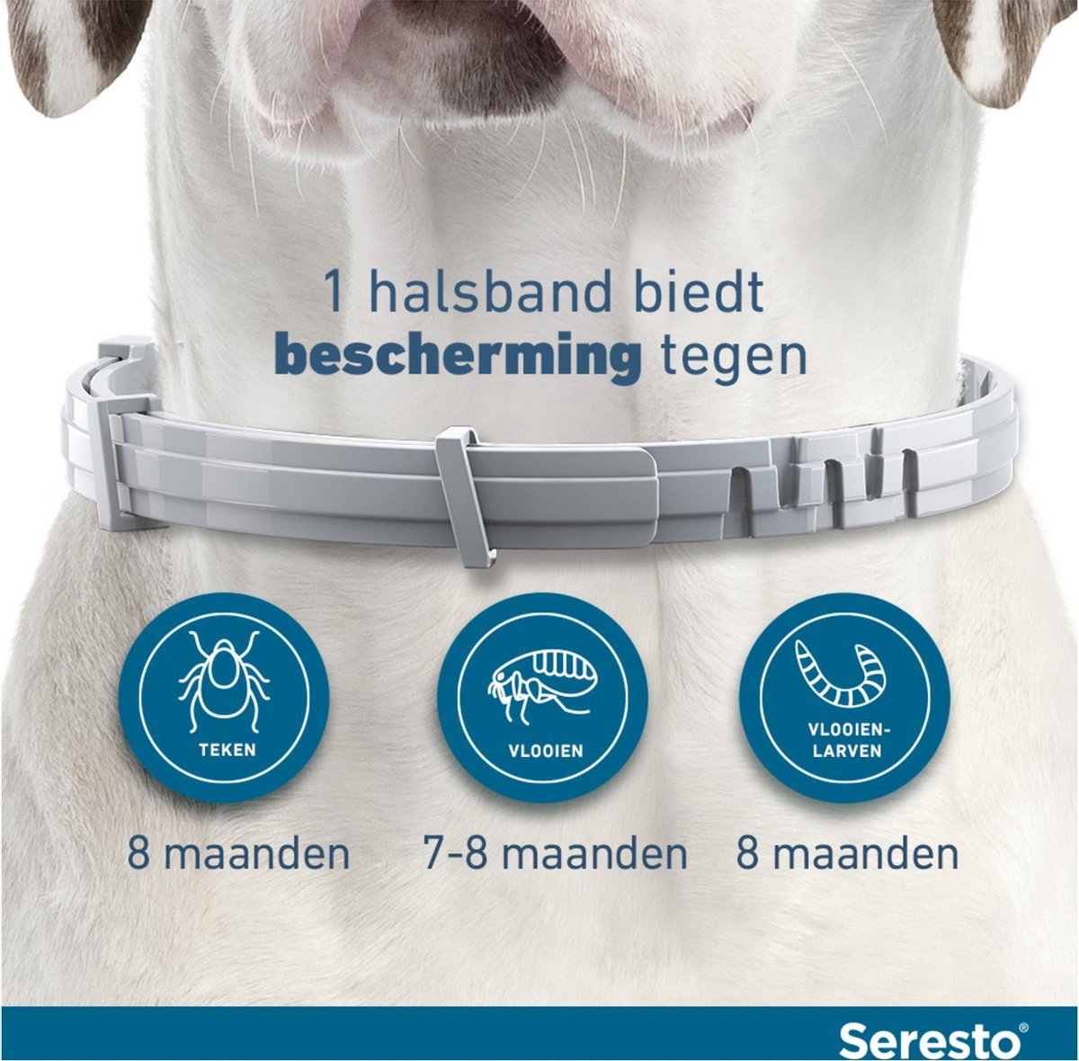 Aanhoudend Terughoudendheid Doe herleven Seresto Vlooien En Tekenband - Grote Hond - >8 kg | bol.com