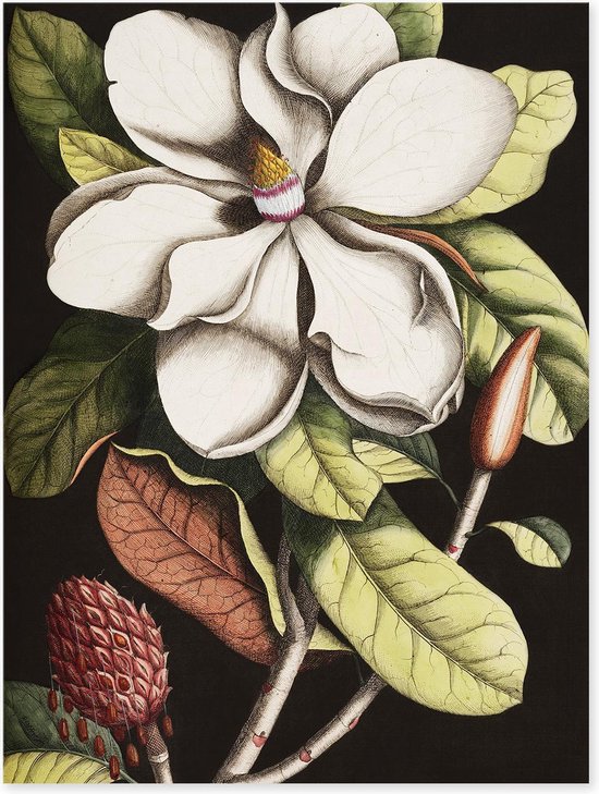 Graphic Message - Schilderij op Canvas - Witte Bloem - Botanisch - Woonkamer Kunst