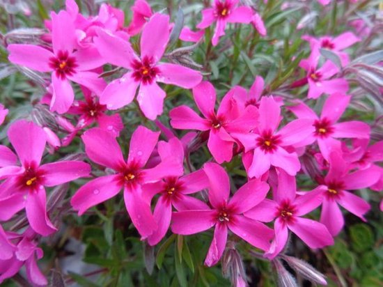 8x winterharde bodembedekkers 17 6x Kruipphlox (Phlox (S) 'Atropurpurea') - Roze rood