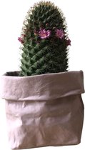 de Zaktus - cactus - Euphorbia Ingens Variegata - UASHMAMA® paperbag licht grijs - Maat XL