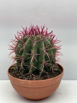 Cactus- Ferocactus Stainesii- 20cmØ- ±22cm hoog