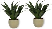 2x Kamerplant Dracaena Compacta - ± 30cm hoog - In groene pot