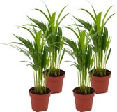 ZynesFlora - Areca Lutescens - 4 Stuks - Kamerplant in pot - Ø 12 cm - Hoogte: 40 cm - Luchtzuiverend - Goudpalm - Palm - Kamerplant
