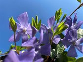 12 x Vinca minor, bodembedekker, kleine maagdenpalm, 8 cm plug