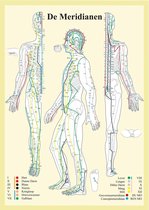 Le corps humain - poster anatomie méridiens (néerlandais, plastifié, A2) + système d'accrochage