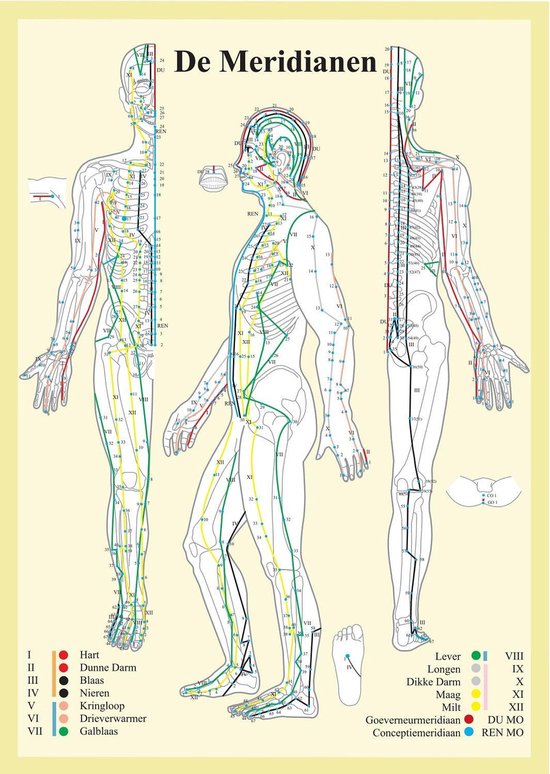 Anatomie poster meridianen (Nederlands, gelamineerd, A2) + ophangsysteem
