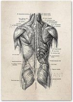 Anatomy Poster Back - 30x40cm Canvas - Multi-color