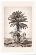 JUNIQE - Poster Sago Palm -30x45 /Grijs & Ivoor