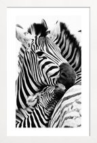 JUNIQE - Poster met houten lijst Zebras -13x18 /Wit & Zwart