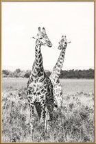 JUNIQE - Poster met kunststof lijst Giraffenpaar -60x90 /Grijs & Wit
