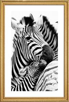 JUNIQE - Poster met houten lijst Zebras -60x90 /Wit & Zwart