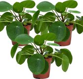 Pannenkoekplant | Pilea 'Peperomioides' voor 3 stuks - Kamerplant in kwekerspot ⌀12 cm - ↕10-15 cm