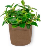 Kamerplant Peperomia Pixie - ± 20cm hoog – 12 cm diameter - in bruine sierzak