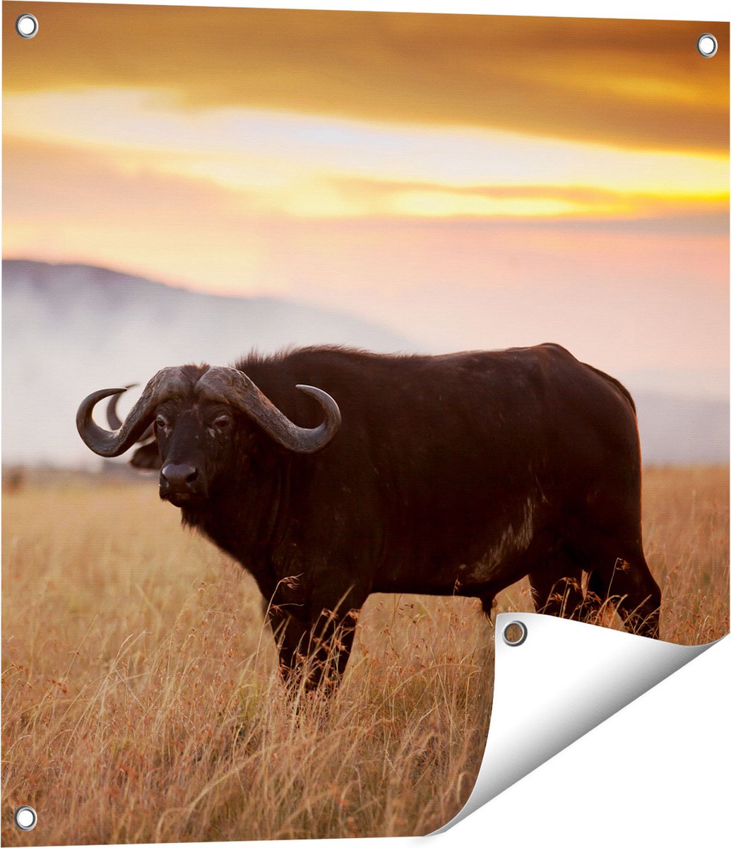 Gards Tuinposter Buffel in het Gras - 60x60 cm - Tuindoek - Tuindecoratie - Wanddecoratie buiten - Tuinschilderij Multikleur