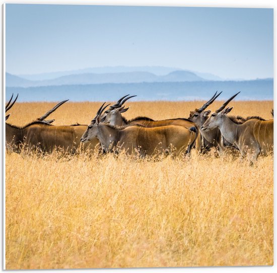 PVC Schuimplaat- Kudde Antilopes door het Landschap in Afrika - 50x50 cm Foto op PVC Schuimplaat