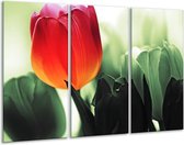 Peinture sur verre tulipe | Rouge, vert, noir | 120x80cm 3 Liège | Tirage photo sur verre |  F003847
