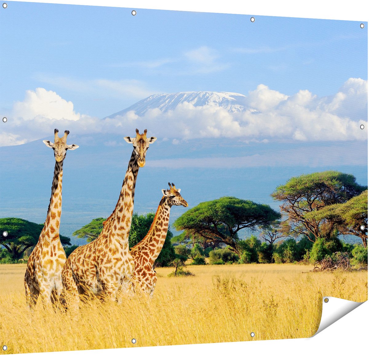 Gards Tuinposter Drie Giraffes in de Savanne - 150x120 cm - Tuindoek - Tuindecoratie - Wanddecoratie buiten - Tuinschilderij Multikleur