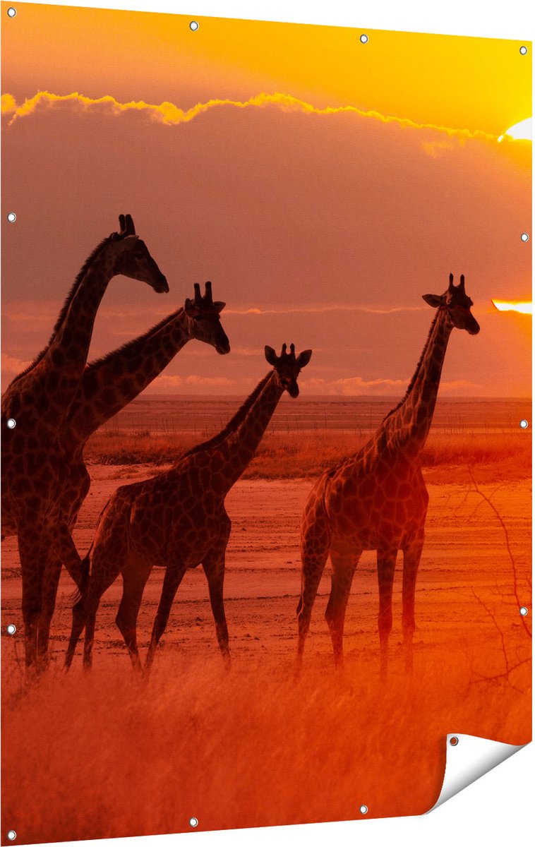 Gards Tuinposter Giraffe Kudde bij Zonsondergang - 120x160 cm - Tuindoek - Tuindecoratie - Wanddecoratie buiten - Tuinschilderij Multikleur