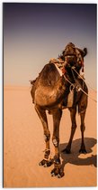 Dibond - Kameel in de Woestijn van Dubai - 50x100 cm Foto op Aluminium (Met Ophangsysteem)